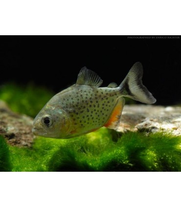 PYGOCENTRUS  NATTERERI