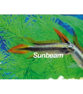 APISTOGRAMMA AGASSIZII DOUBLE RED - coppia