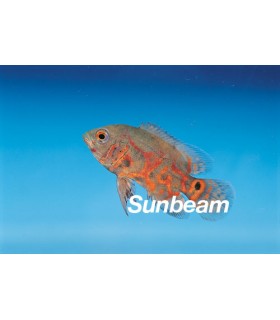 ASTRONOTUS OCELLATUS RED TIGER - 8 cm