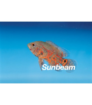 ASTRONOTUS OCELLATUS RED TIGER - 8 cm