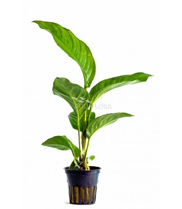 Anubias heterophylla - PE