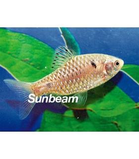 BARBUS/CAPOETA  ODESSA