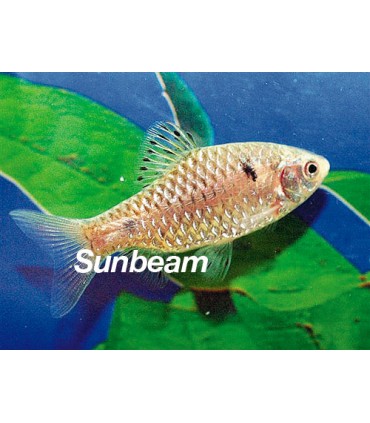 BARBUS/CAPOETA  ODESSA