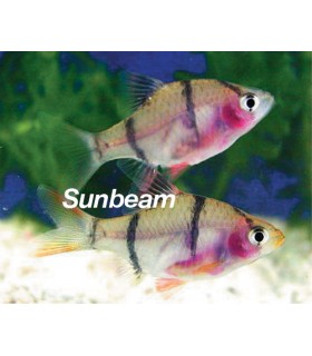 BARBUS /CAPOETA PENTAZONA - s