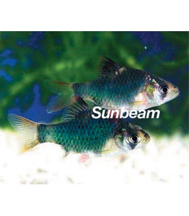 BARBUS/CAPOETA TETRAZONA VERDI - m