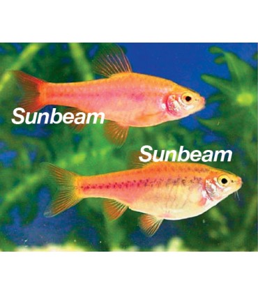 BARBUS/CAPOETA  TITTEYA