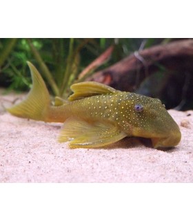 BARYANCISTRUS DEMANTOIDES L-200