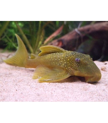 BARYANCISTRUS DEMANTOIDES L-200