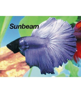 BETTA SPLENDENS M   FULL MOON
