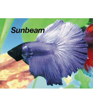 BETTA SPLENDENS M   FULL MOON