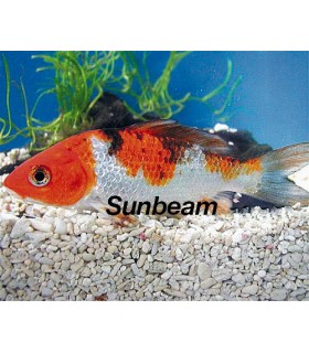 CARPE KOI MIX TRICOLOR - 15 cm