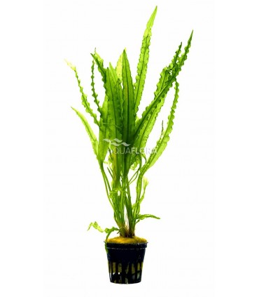 Aponogeton crispus - PS