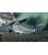CORYDORAS AGASSIZII