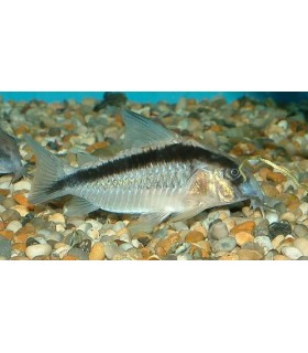 CORYDORAS ARCUATUS
