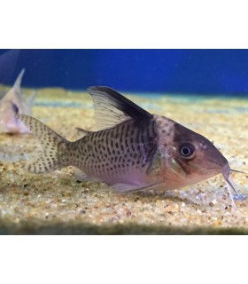 CORYDORAS DELPHAX
