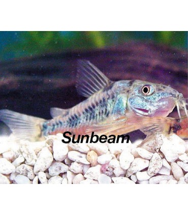 CORYDORAS PALEATUS