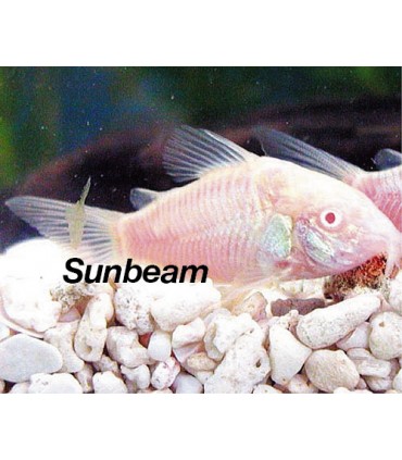 CORYDORAS PALEATUS ALBIN