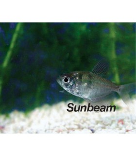 GYMNOCORYMBUS TERNETZI