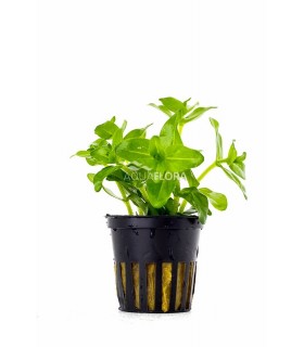 Bacopa caroliniana (amplexicaulis) - PE