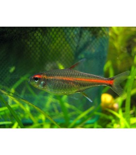 HEMIGRAMMUS ERYTHROZONUS