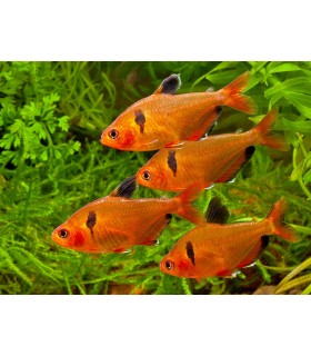 HYPHESSOBRYCON CALLISTUS