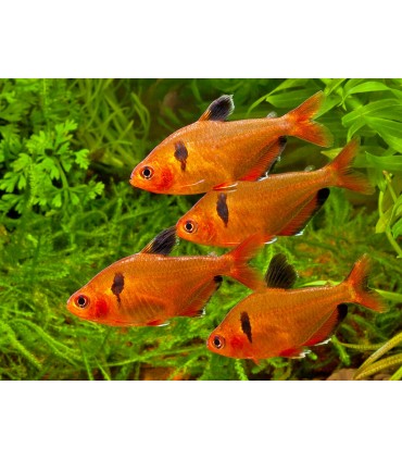 HYPHESSOBRYCON CALLISTUS