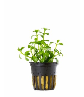 Bacopa crenata (monnieri) - PE