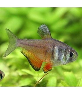 HYPHESSOBRYCON FLAMMEUS