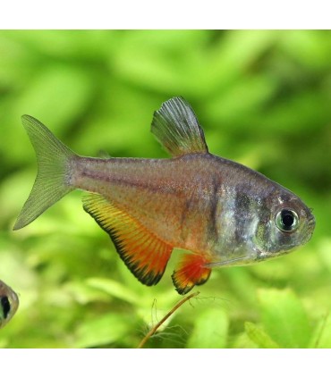 HYPHESSOBRYCON FLAMMEUS