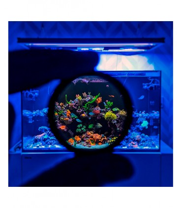 DD Coral Colour Lens Gen 2