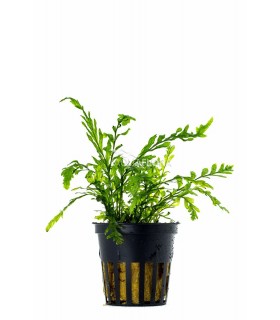 Bolbitis heudelotii - PE