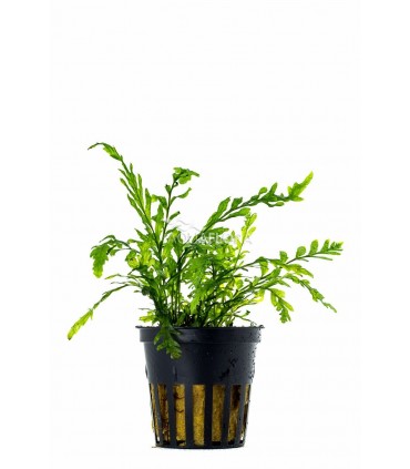 Bolbitis heudelotii - PE