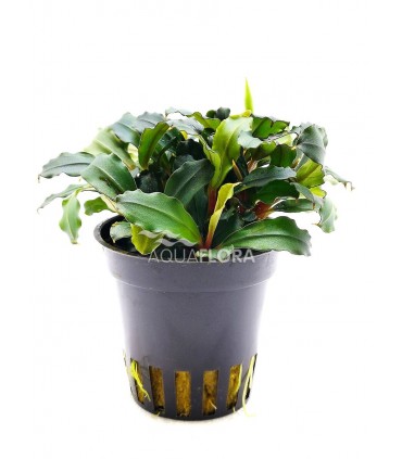 Bucephalandra 'Lamandau Mini Red' - PE