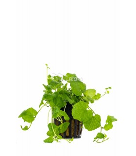 Cardamina lyrata - PE