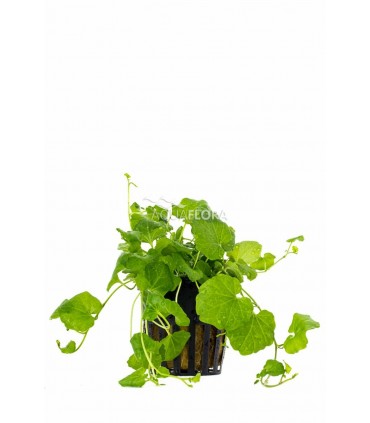 Cardamina lyrata - PE