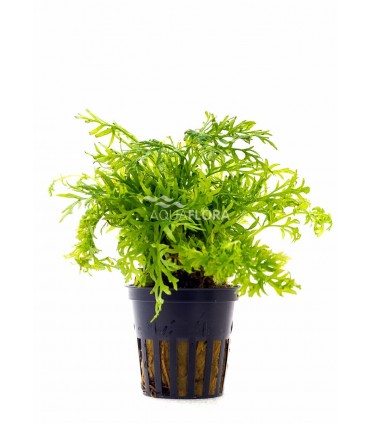 Ceratopteris siliquosa - PE