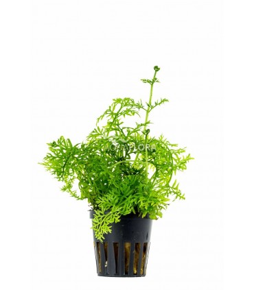 Ceratopteris thalictroides - PE