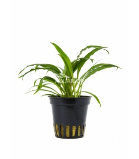 Cryptocoryne albida (costata) - PE