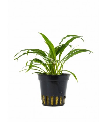 Cryptocoryne albida (costata) - PE