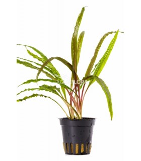 Cryptocoryne crispulata var. balansae - PS