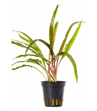 Cryptocoryne crispulata var. balansae - PS