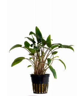 Cryptocoryne moehlmannii - PE