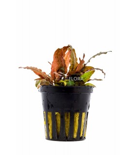 Cryptocoryne petchii 'Pink' - PE