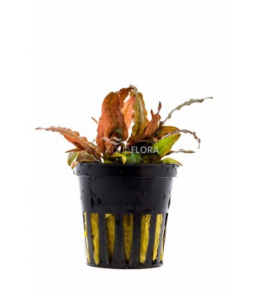 Cryptocoryne petchii 'Pink' - PE