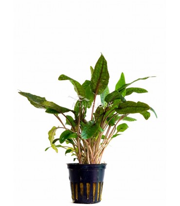 Cryptocoryne 'Tropica' - PE