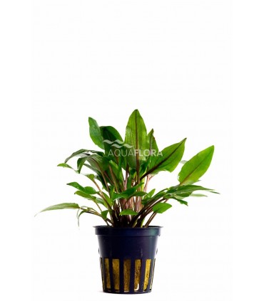 Cryptocoryne wendtii 'Green' - PE