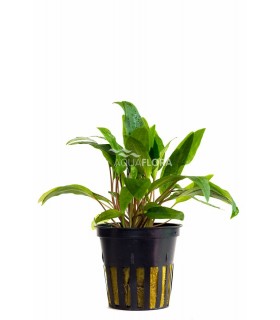 Cryptocoryne x willisii - PE