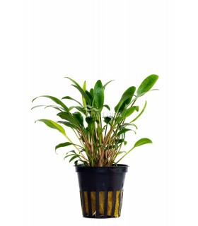 Cryptocoryne x willisii 'Lucens'