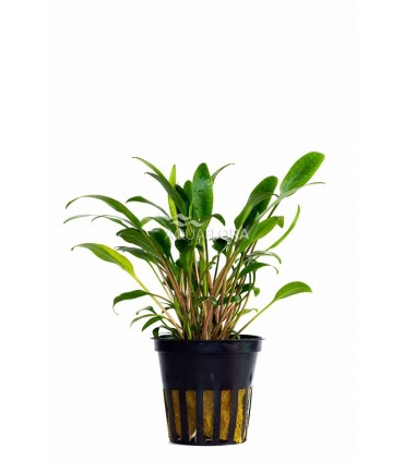 Cryptocoryne x willisii 'Lucens'