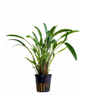 Cryptocoryne x willisii 'Nevellii'